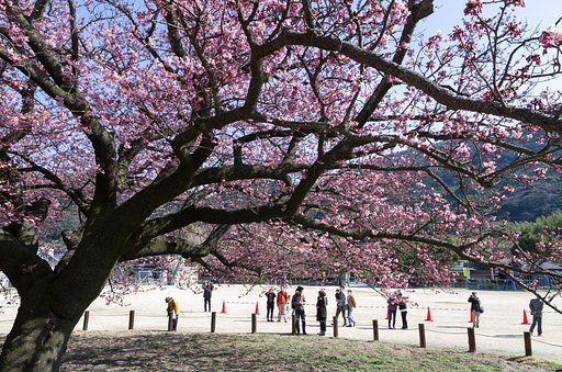 桜