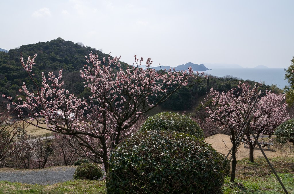 SIGMA 17-70mm F2.8-4 DC MACRO 