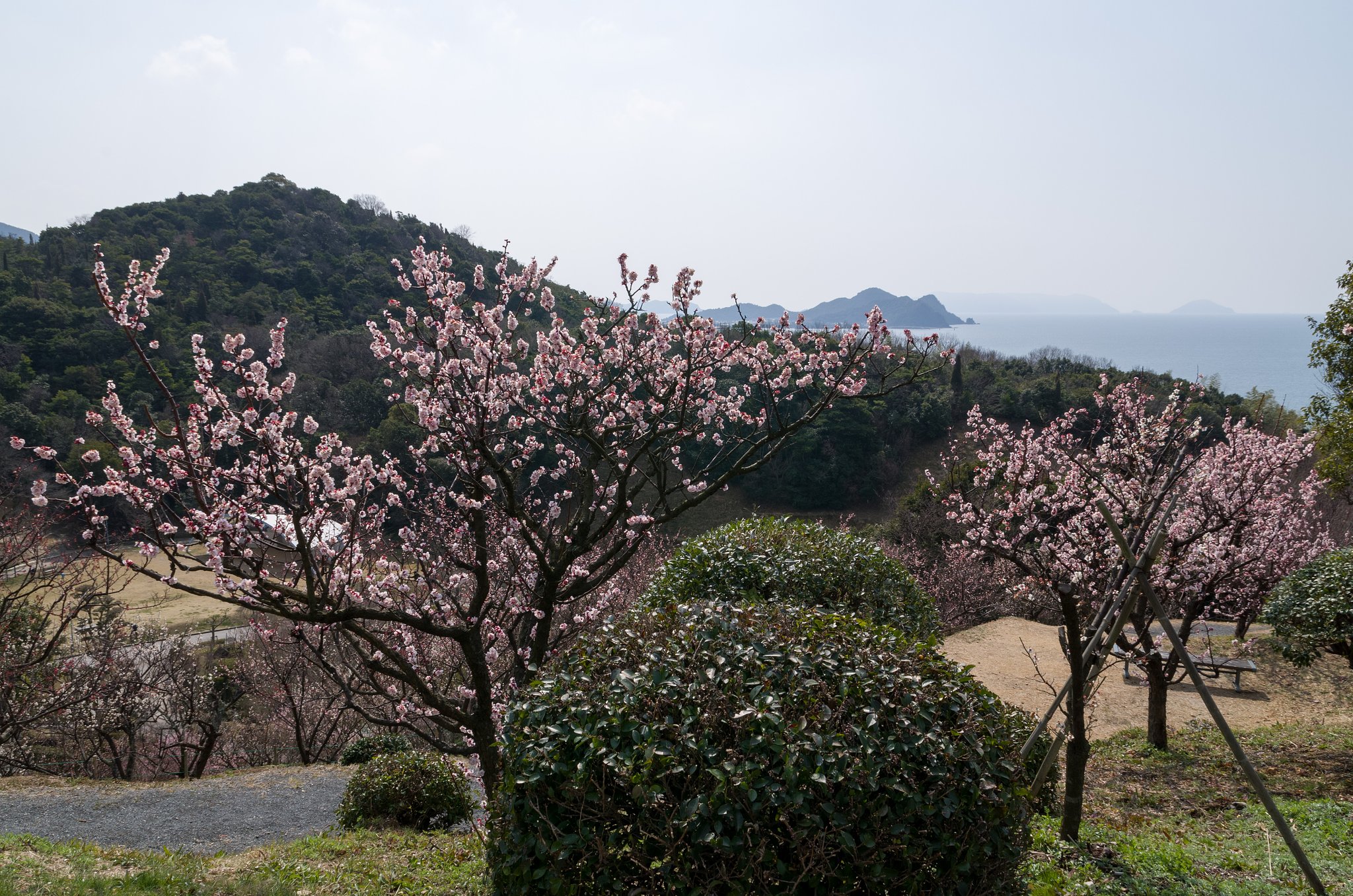 SIGMA 17-70mm F2.8-4 DC MACRO 