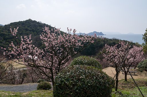 SIGMA 17-70mm F2.8-4 DC MACRO 
