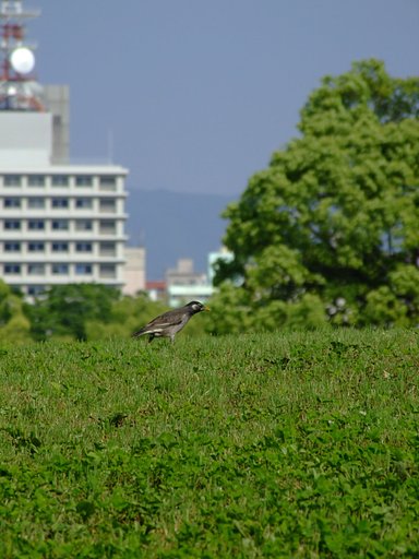 都市の鳥さん