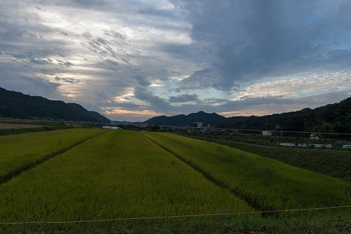 明日は雨降り!