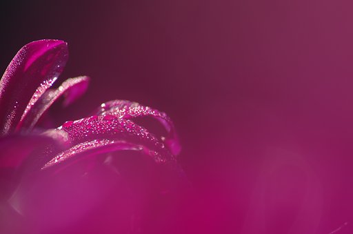 早朝の雫