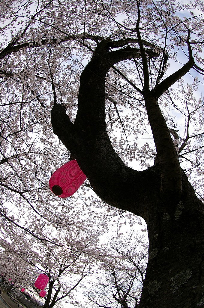 【春】桜花乱舞〜昼間バージョン〜