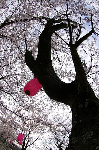 【春】桜花乱舞〜昼間バージョン〜