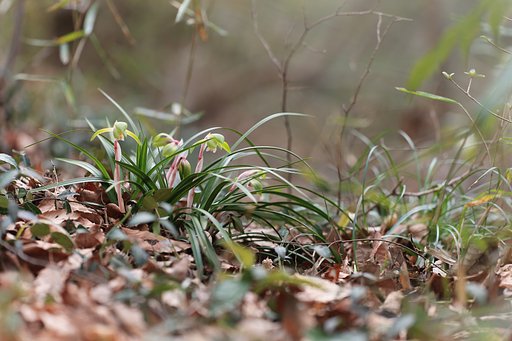 東京の里山に春蘭咲く