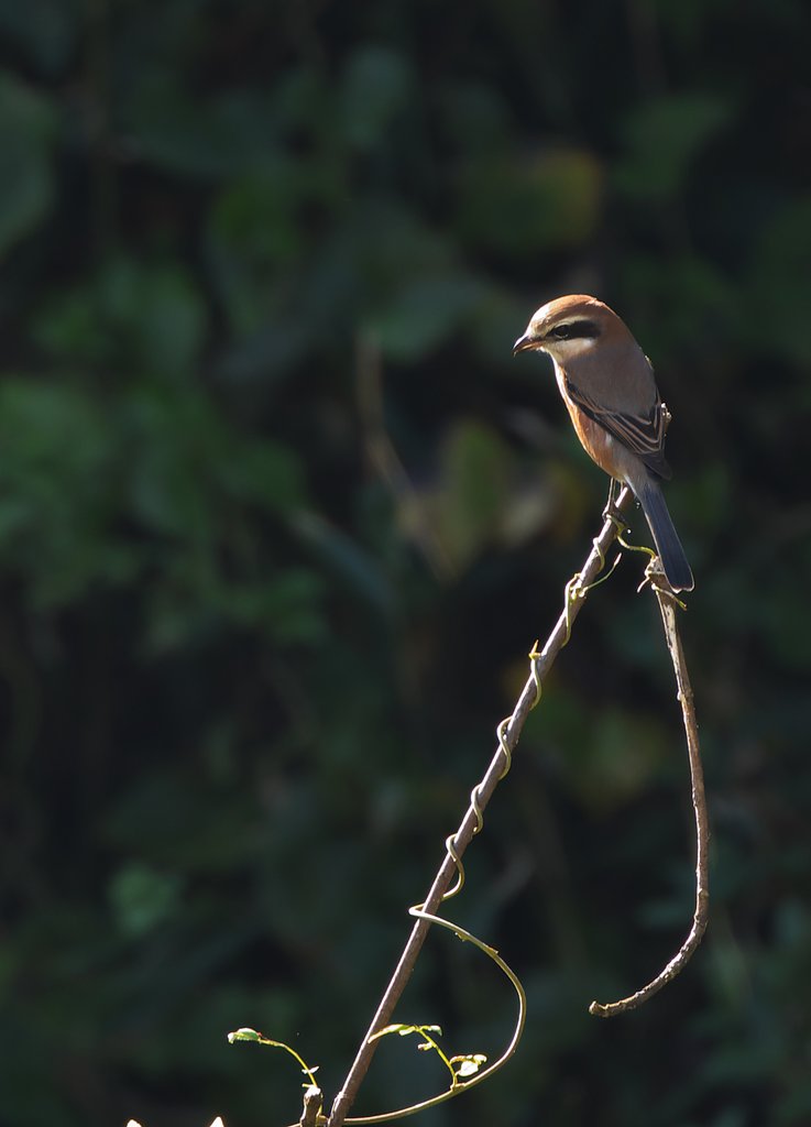 大トリのモズ