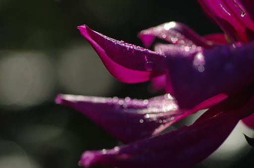 朝露
