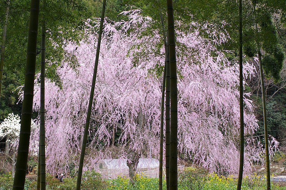 竹と枝垂れ桜〜再び〜(笑)