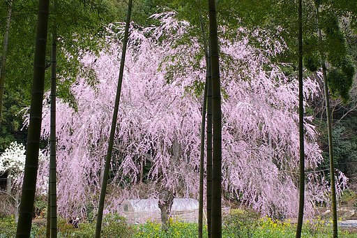 竹と枝垂れ桜〜再び〜(笑)