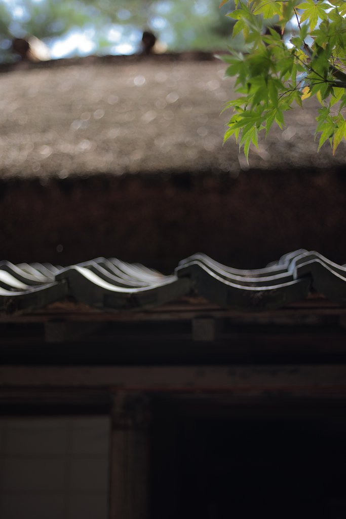 里の秋だったら良かったのですが、、、