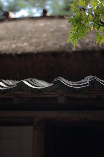 里の秋だったら良かったのですが、、、