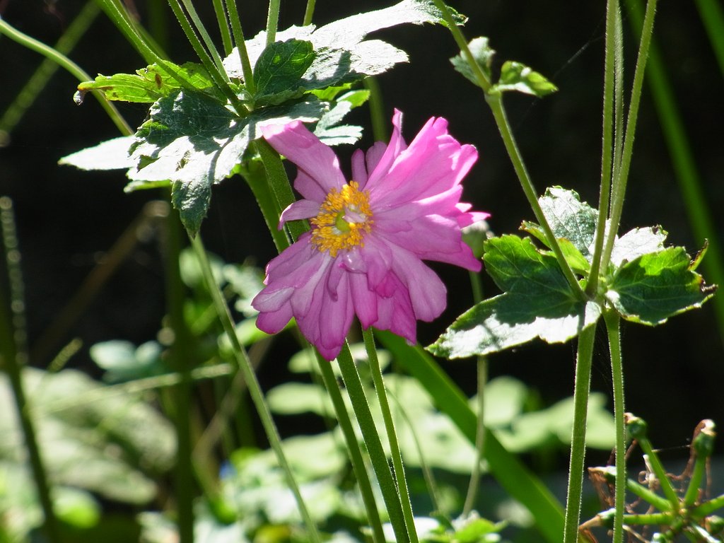 秋明菊でしょうか？