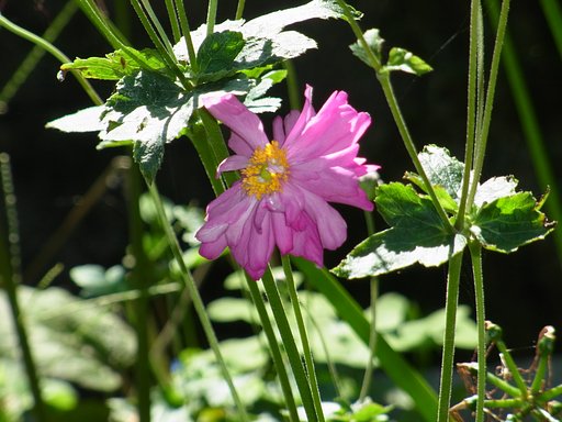 秋明菊でしょうか？