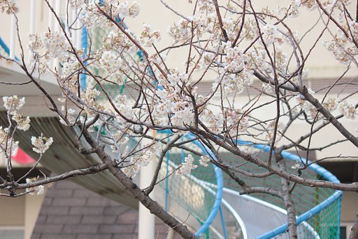 幼稚園の満開桜