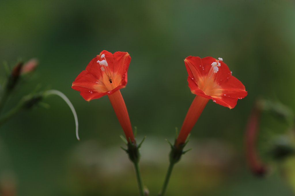 マルバルコウソウの花粉
