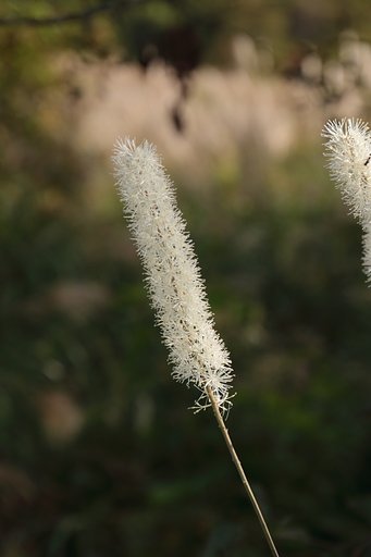 キリタンポ草