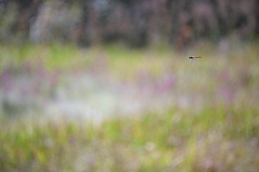 EF70-200 F2.8L IS Ⅱ