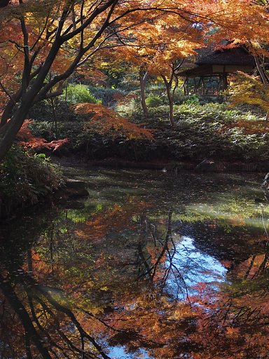 PENTAX FA31mmF1.8AL Limited