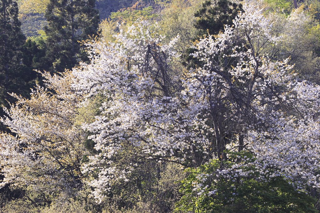 名も無き里山桜