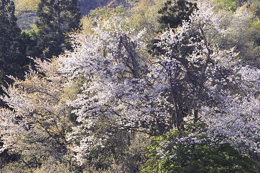 5月9日の写真