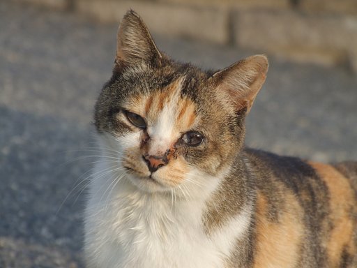 The NEKO（オートWB)