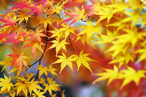 【春夏秋冬】秋風