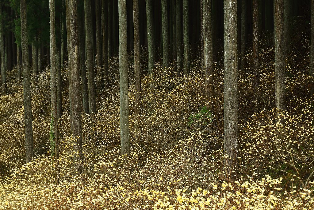 ミツマタの咲く頃　Ⅱ