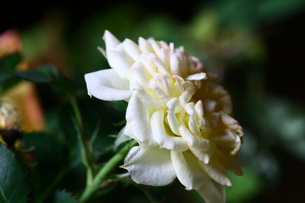 Canon EF180mmF3.5L Macro