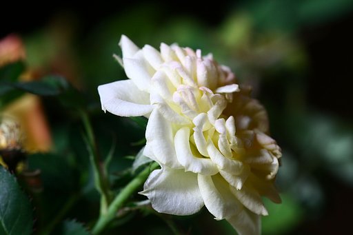 Canon EF180mmF3.5L Macro