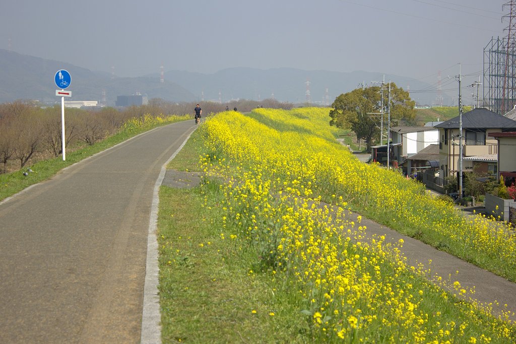 菜の花堤防お散歩景色