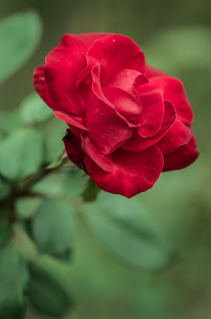 PENTAX-D FA MACRO 100mm F2.8 
