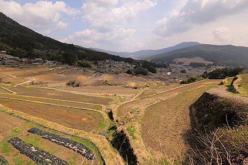 坂折棚田