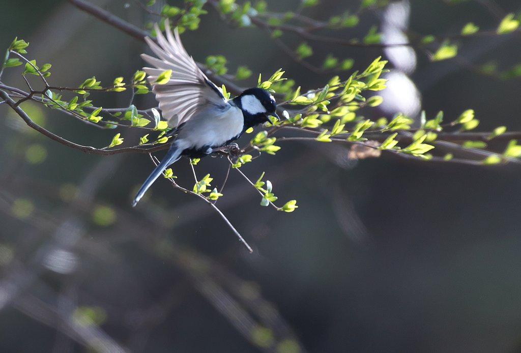 新芽にシジュウカラ