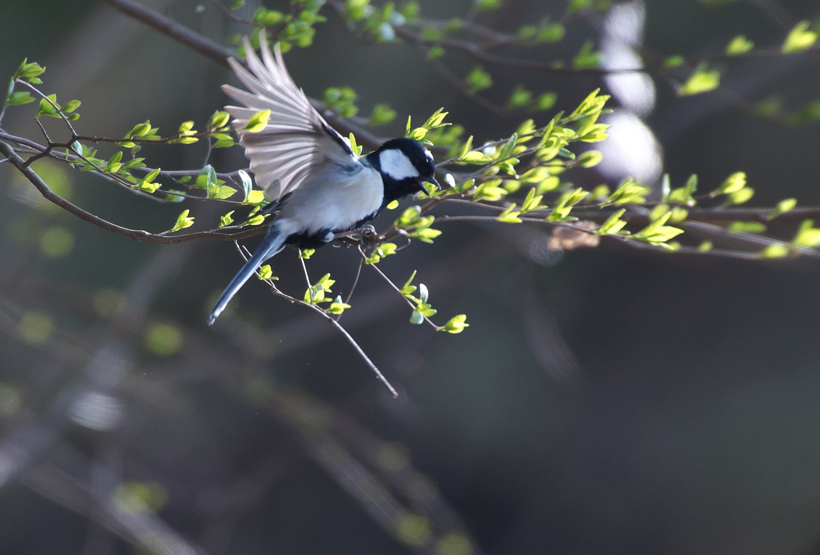 新芽にシジュウカラ