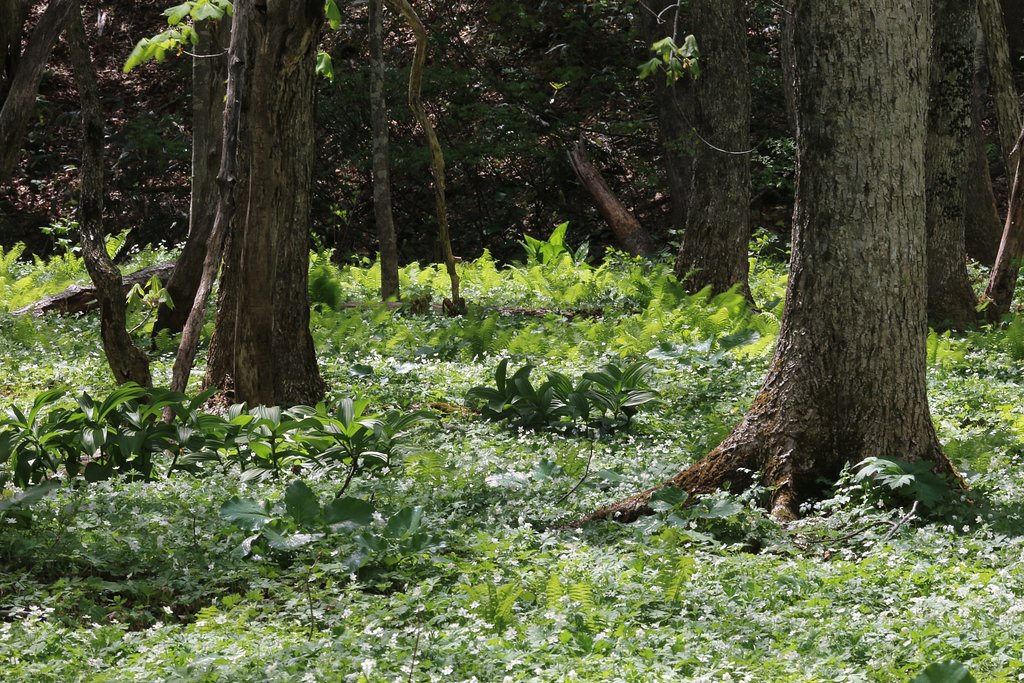 岩手の森にて：見渡す限りニリンソウ