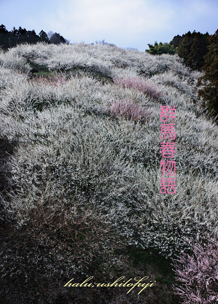 群馬春物語