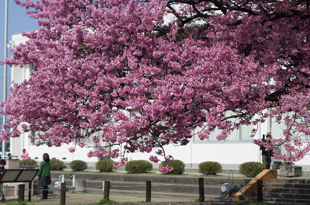 写真