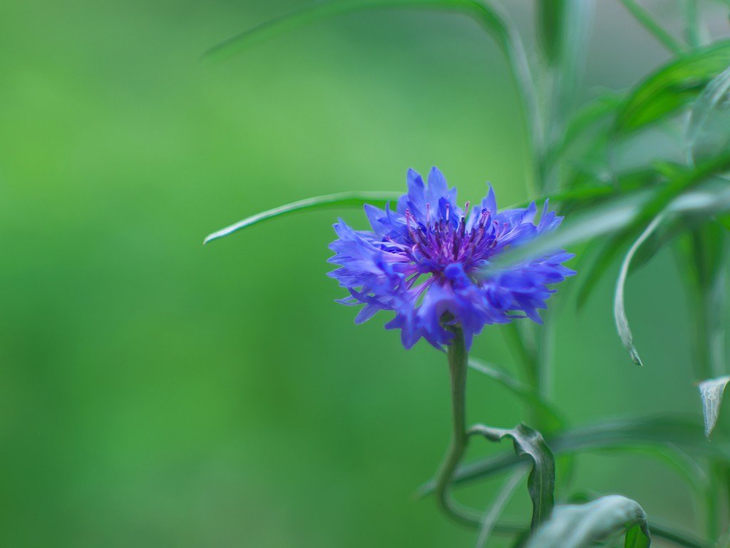何の花でしょう？