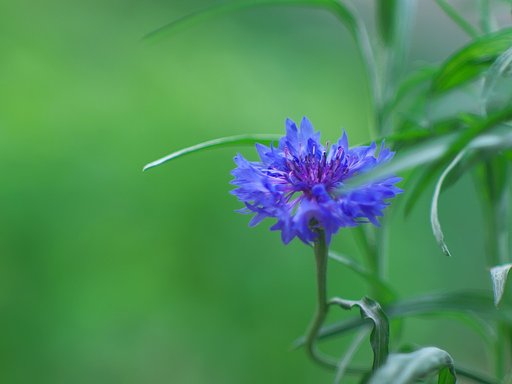 何の花でしょう？