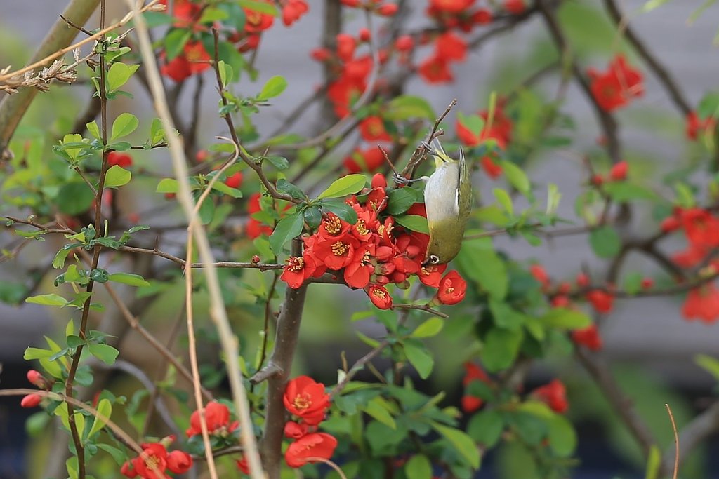 逆立ち吸蜜