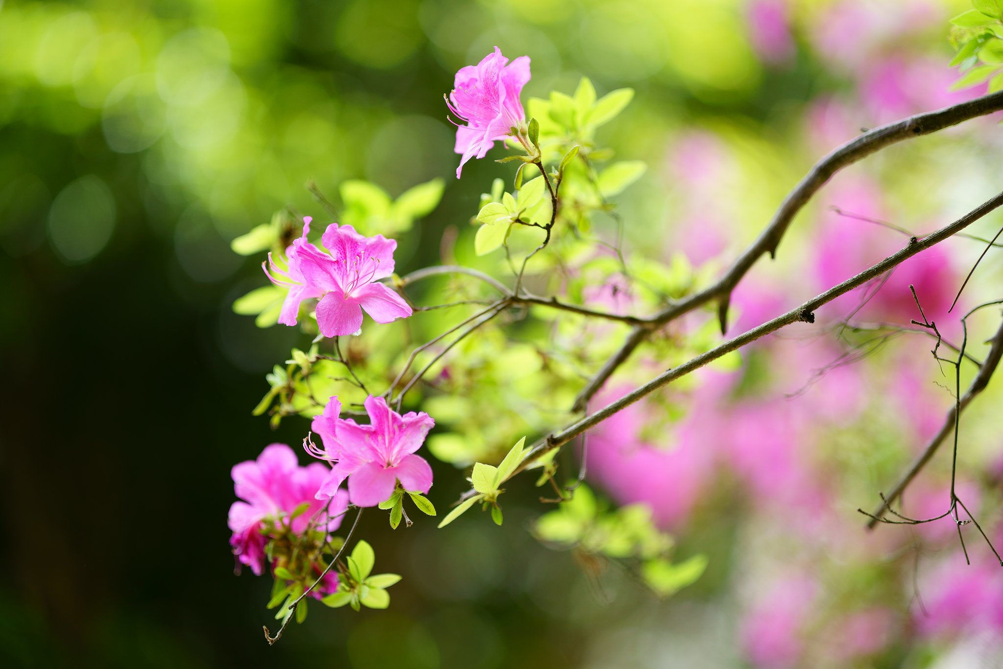Otus 85mm F1.4 ZF2