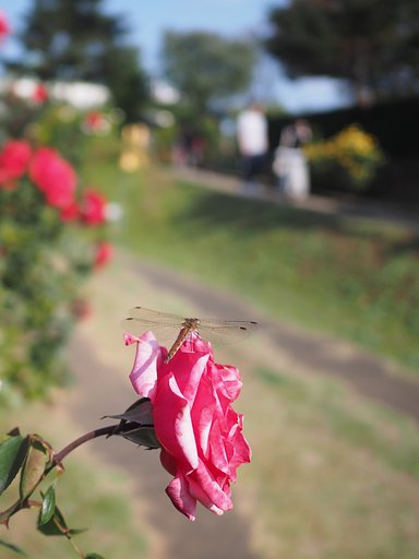 Panasonic LEICA DG SUMMILUX 15mm/F1.7 ASPH.