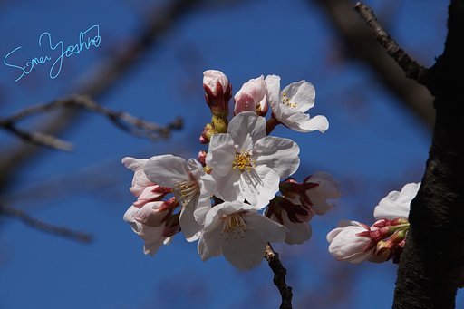 桜