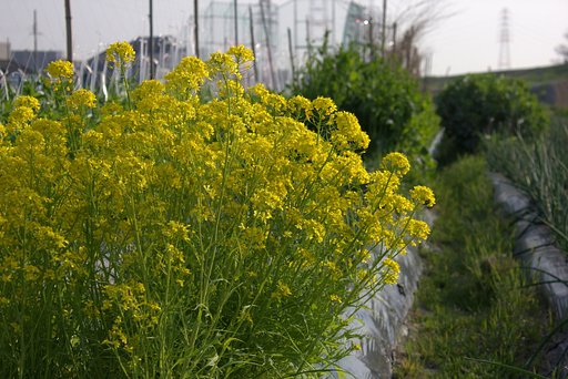 菜の花に似て