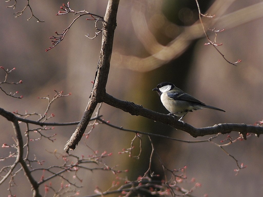 新芽に誘われて