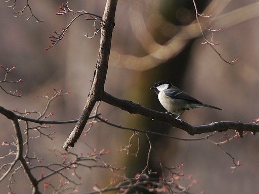 新芽に誘われて