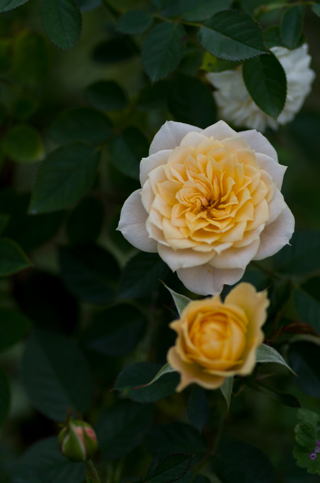 PENTAX-D FA MACRO 100mm F2.8 