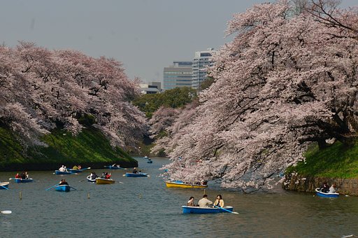 千鳥ヶ淵