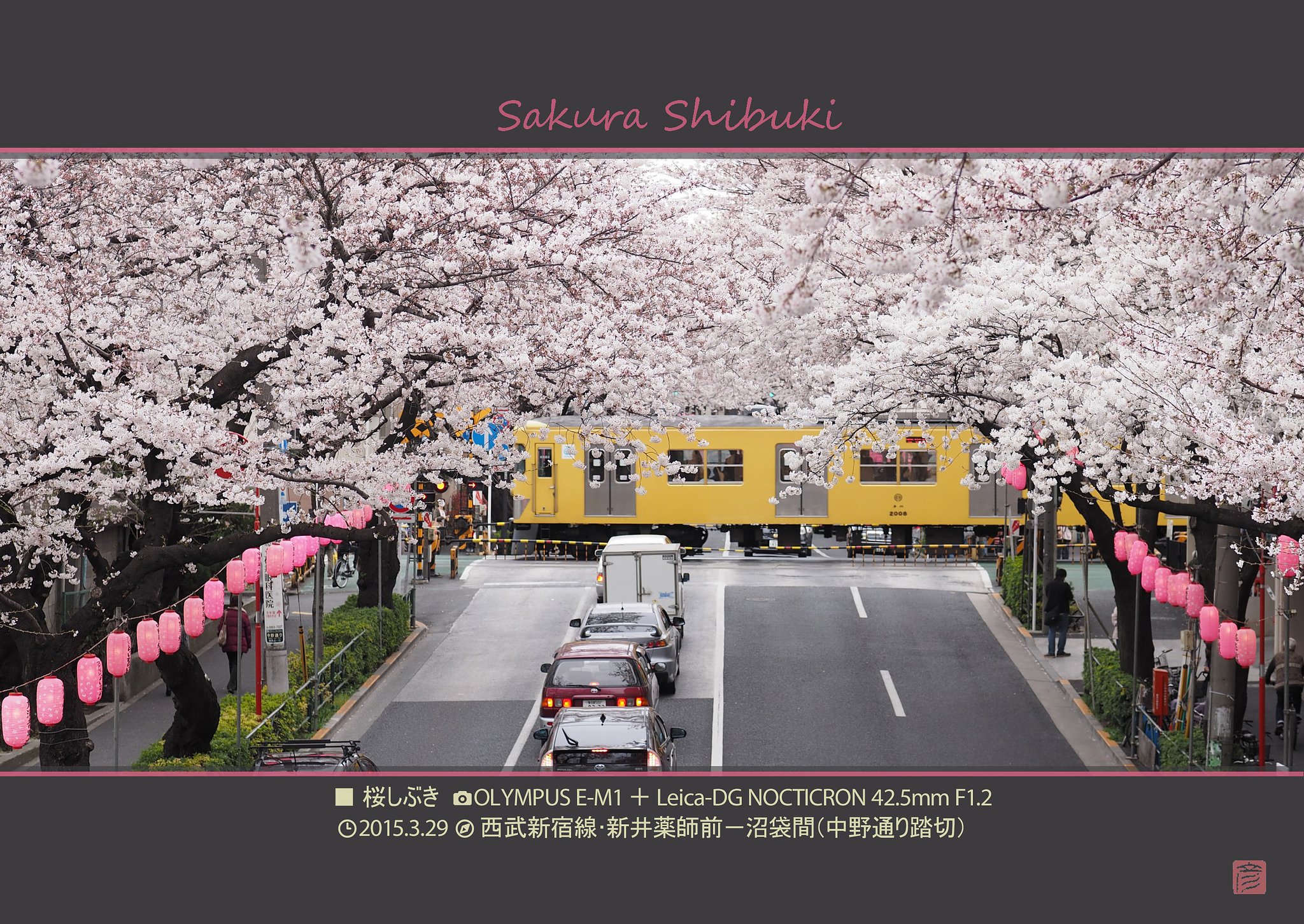 桜のしぶき
